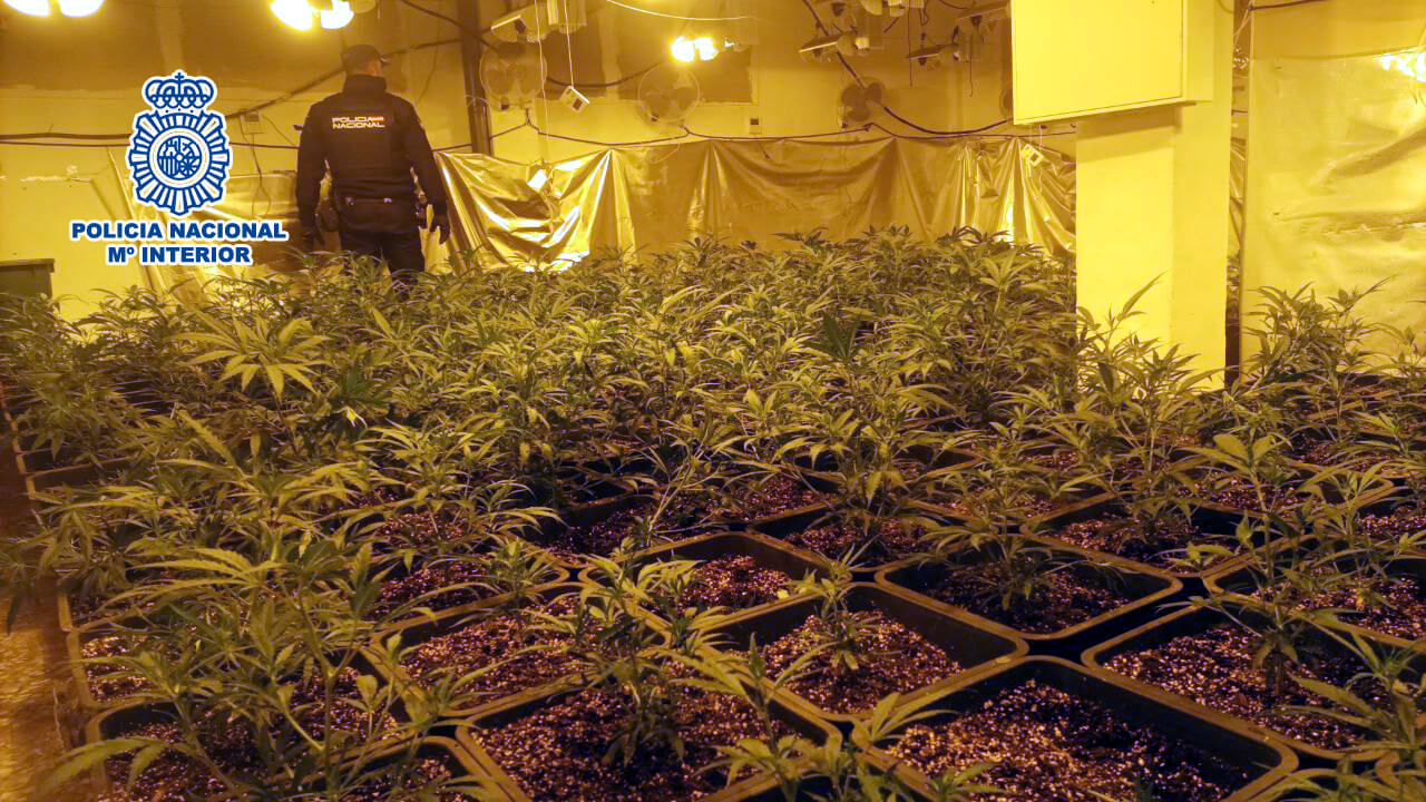 La Policía Nacional desmantela de forma simultánea seis plantaciones “indoor” de marihuana con un total de 2.181 plantas