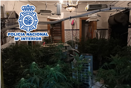 La Policía Nacional desarticula un punto de venta de droga y de cultivo de marihuana en la localidad de Elda